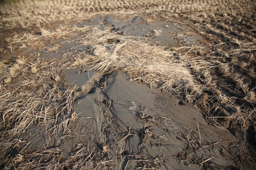 18일 경북 포항시 북구 흥해읍 한 논에 15일 발생한 지진 때 솟구쳐 오른 모래가 쌓여 있다. [사진=연합뉴스]