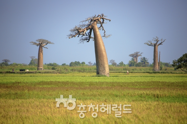 바오밥-예의바른나무