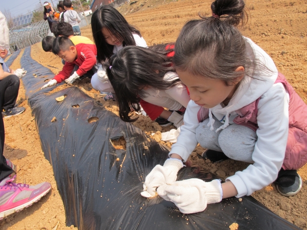 지난해 3월 부여 백강초 학생들이 봄 감자를 심는 모습. [충남도교육청 제공]