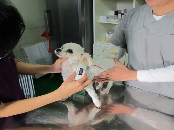 대전시동물보호센터가 유기견에 대해 입양 전 기본검사를 실시하고 있다.
