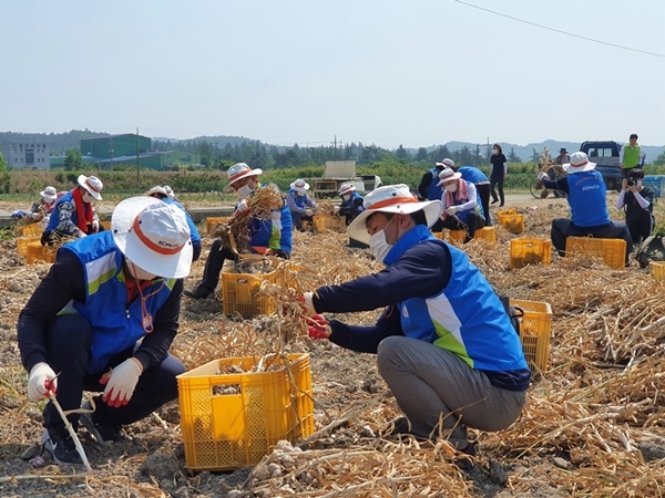 한국조폐공사는 9일 코로나19로 영농철 일손 구하기에 어려움을 겪고 있는 경북 영천의 마늘 농가를 찾아 봉사활동을 펼쳤다.[사진=한국조폐공사 제공]