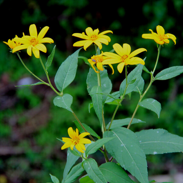 돼지감자라고도 한다. 가을에 노란 꽃송이가 가지 끝에 달린다. 양지바른 곳이면 토양을 가리지 않고 잘 자라서 뿌리로 번식한다. 