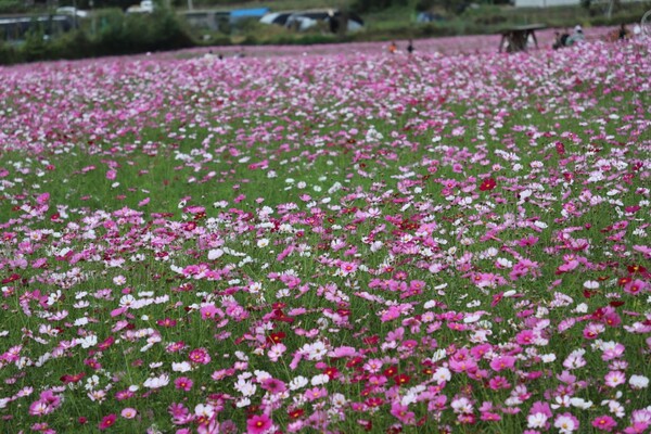 [사진=송옥희 사진작가]