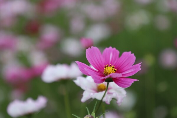 [사진=송옥희 사진작가]