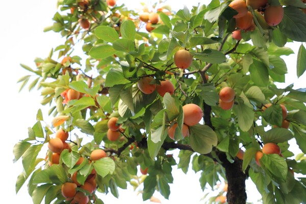 [사진 = 송옥희 사진작가]