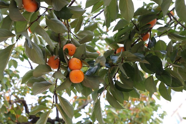 [사진 = 송옥희 사진작가]