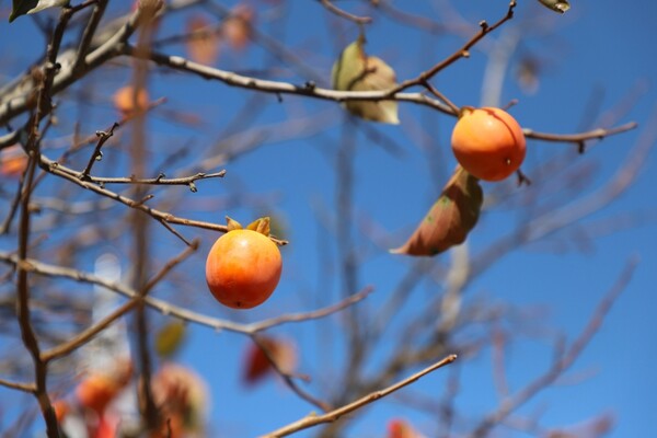 [사진 = 송옥희 사진작가]