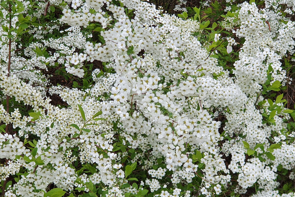 조팝나무. 늦은 봄에 하얀 꽃이 줄기에 돌려 달린다. 비교적 건조하고 양지바른 곳에서 자란다. 이른 봄에 새순을 식용한다. 다양한 조팝나무가 조경용이나 울타리용으로 심긴다.