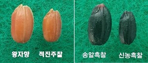 “쌀알 굵고 건강 좋고 식감 독특”…충남도, 유색미 시장 개척한다